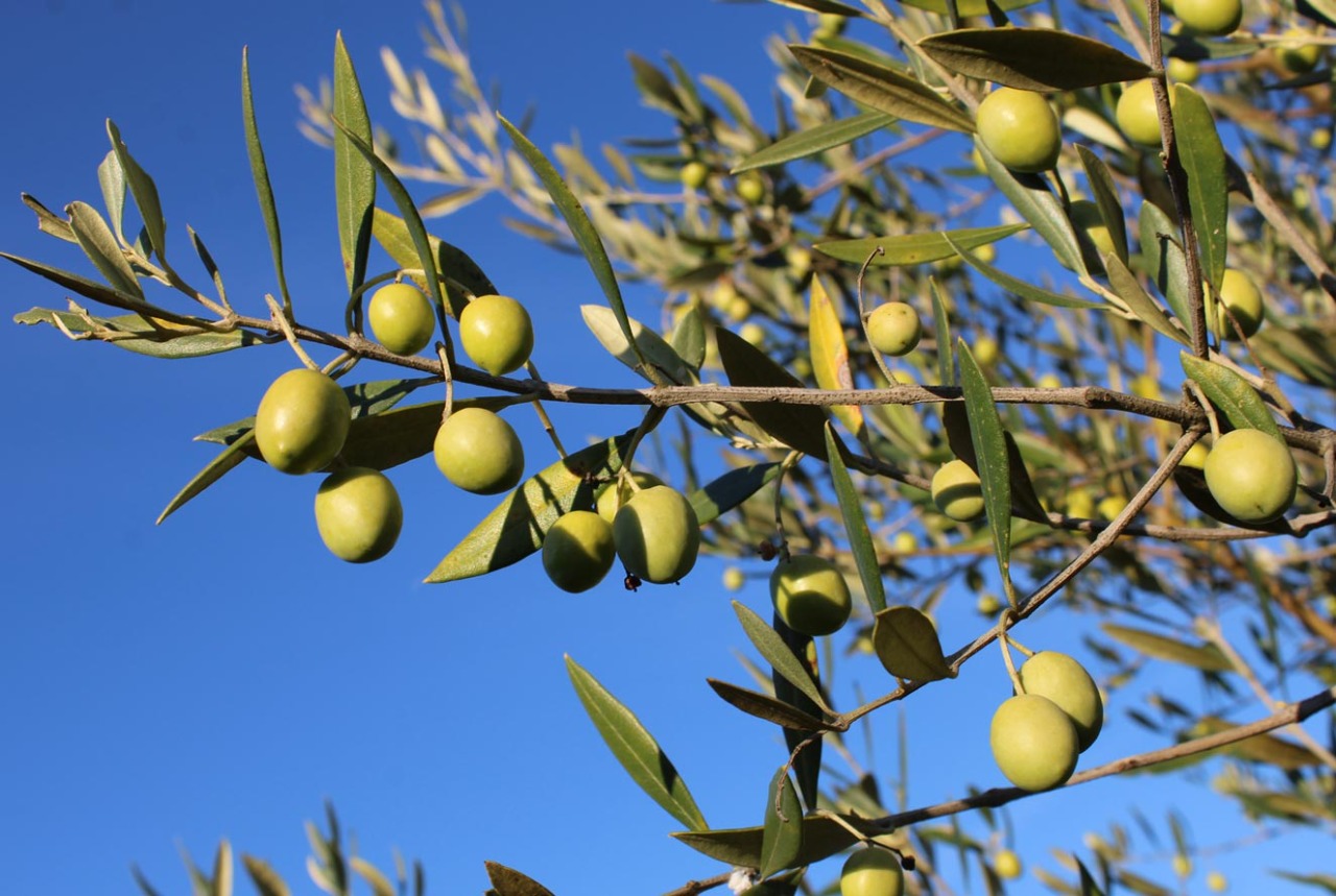Groupe OCP: Le dispositif «Al Moutmir Itinérant» dédié à l’olivier pose pied à Beni Mellal